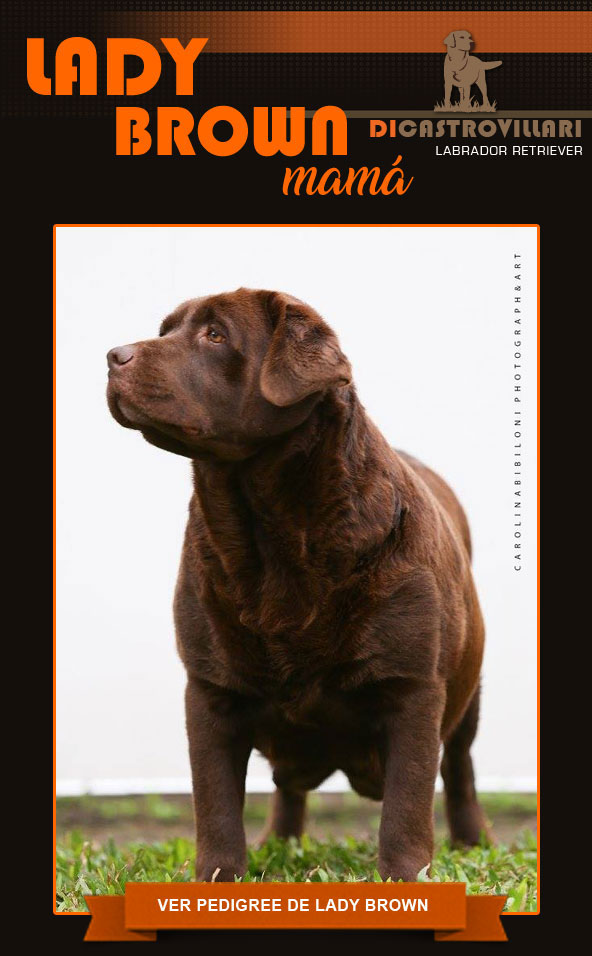 Nueva camada de cachorros de Luana y Lagash listos para entregar a partir del 20 de diciembre del 20111